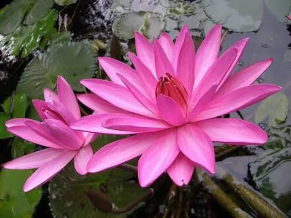 Curious_Lotus_Tuber_Flower_Plant