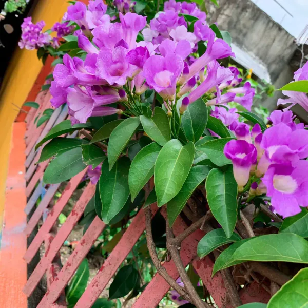 Garlic_Vine_Live_Plant_(1-1.5_Feet_Height)