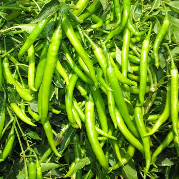 Green_F1_Chili_Seeds_(High_Yielding_)_50pcs