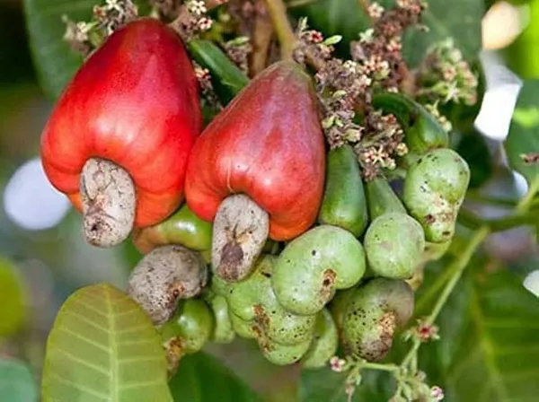 Kaju_Plant_Dwarf_|_Grafted_And_Hybrid_Plants