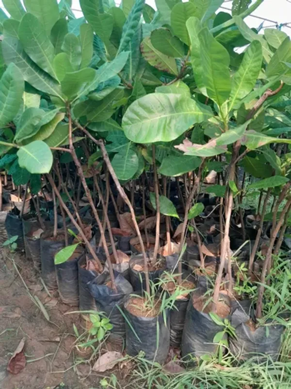 Kaju_Plant_Dwarf_|_Grafted_And_Hybrid_Plants