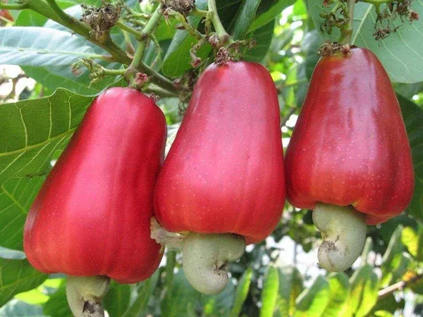 Kaju_Plant_Dwarf_|_Grafted_And_Hybrid_Plants