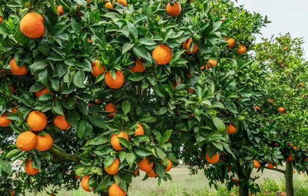 Seedless_Orange_Plant_|_Grafted_And_Hybrid_Plants