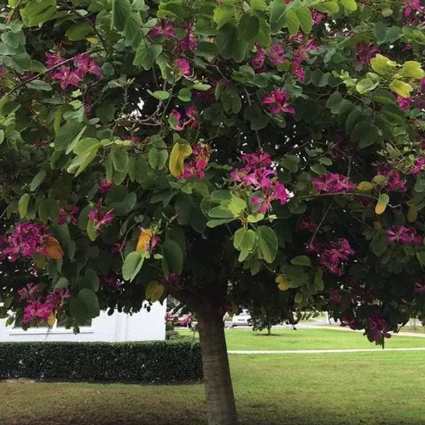 Bauhinia_Purpurea_Dwarf_Purple_Plant