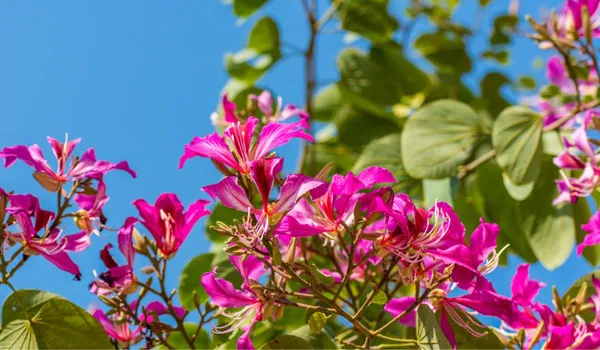 Bauhinia_Purpurea_Dwarf_Purple_Plant