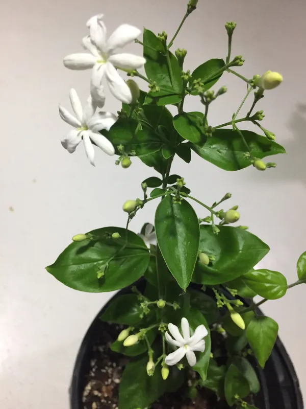 Fragrance_Jui_Ful_Plant_For_Gardening