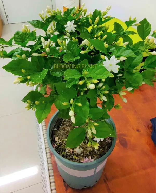 Fragrance_Jui_Ful_Plant_For_Gardening
