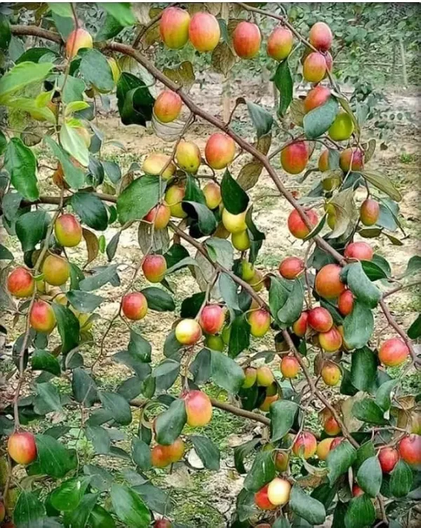 Kashmiri_Apple_Ber_|_Grafted_And_Hybrid_Plants_|_200_mm