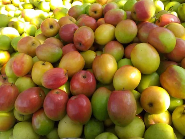 Kashmiri_Apple_Ber_|_Grafted_And_Hybrid_Plants_|_200_mm