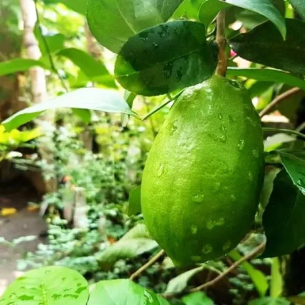 Highly_Fragrant_All_Time_Gondhoraj_Lemon_Plant_(1.5_-_2_Feet_Height)