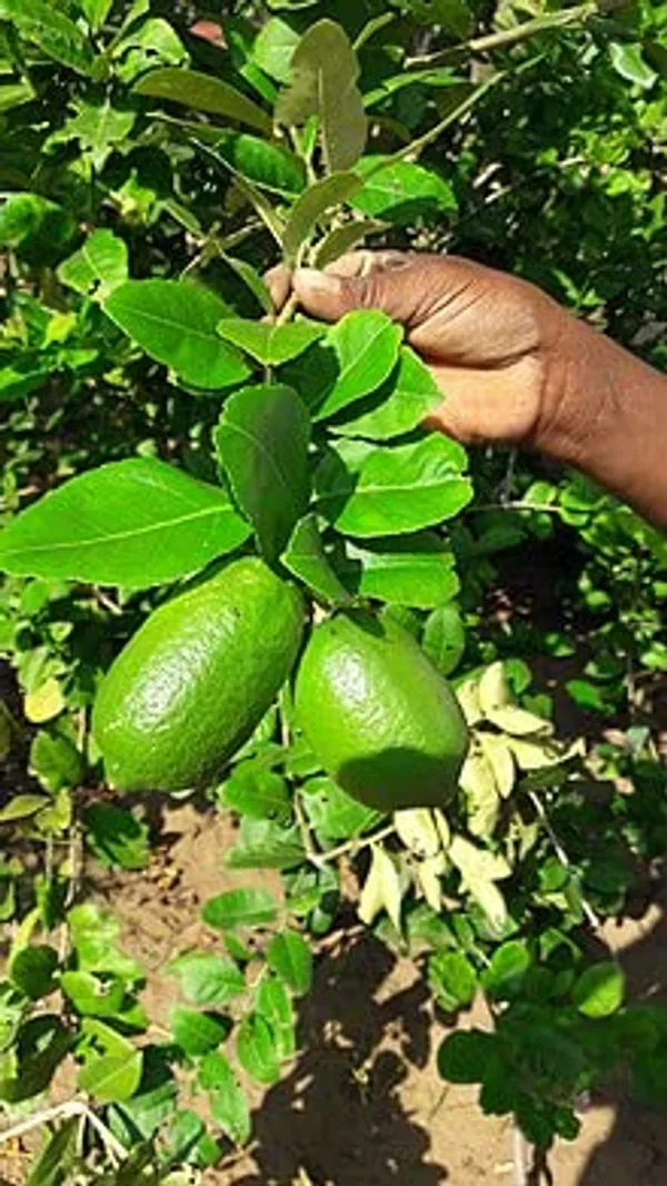 Highly_Fragrant_All_Time_Gondhoraj_Lemon_Plant_(1.5_-_2_Feet_Height)