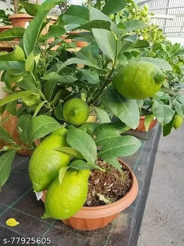 Highly_Fragrant_All_Time_Gondhoraj_Lemon_Plant_(1.5_-_2_Feet_Height)