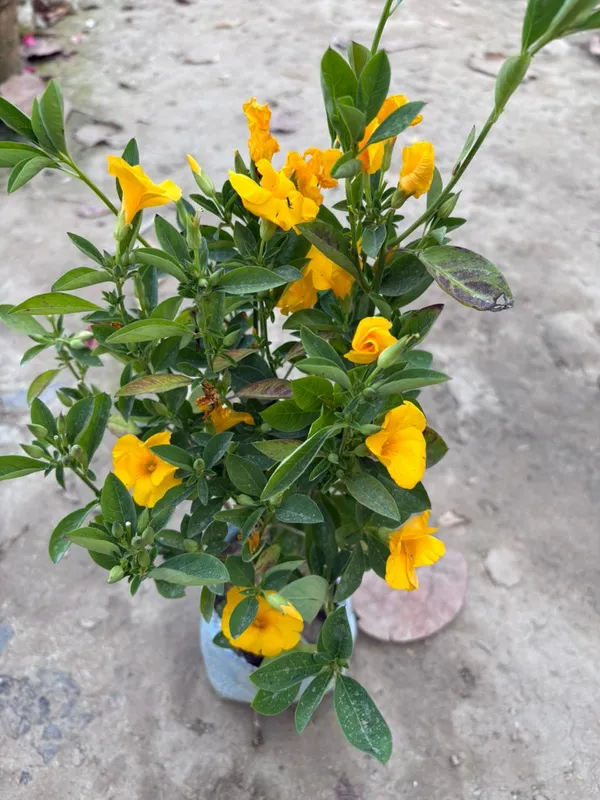 Himalayan_Yellow_Flax_Flower_Plant_