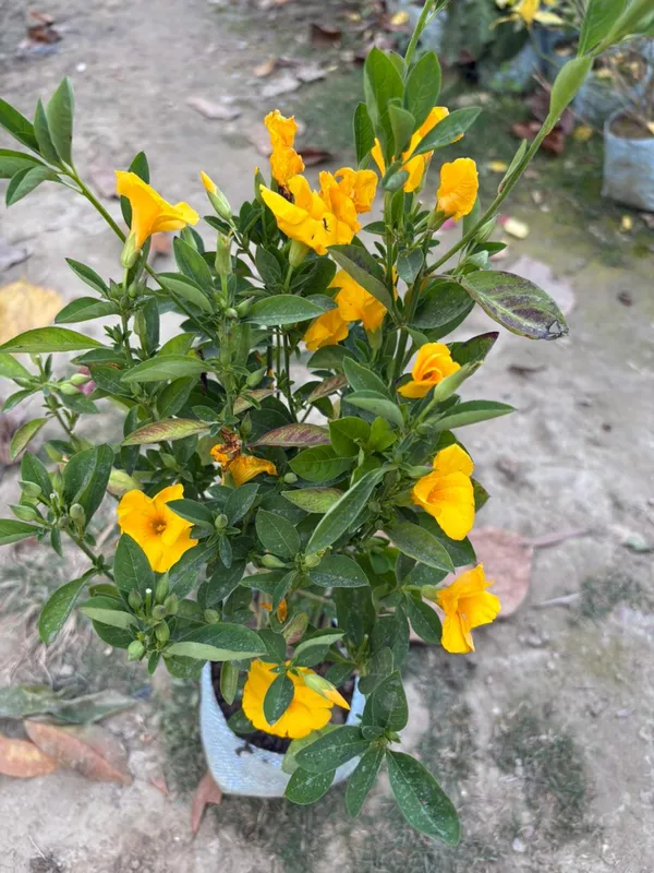 Himalayan_Yellow_Flax_Flower_Plant_