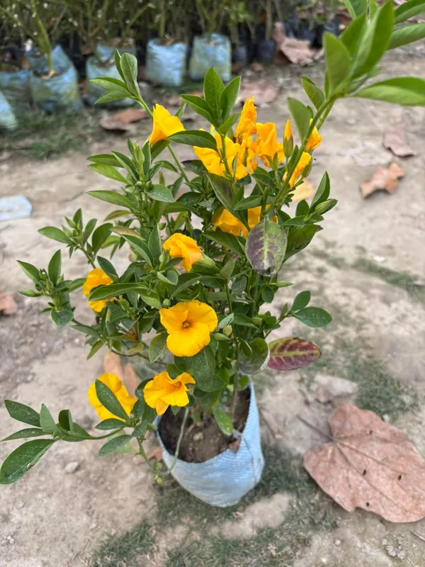 Himalayan_Yellow_Flax_Flower_Plant_