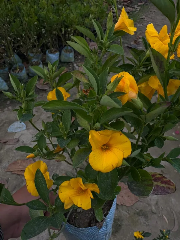 Himalayan_Yellow_Flax_Flower_Plant_