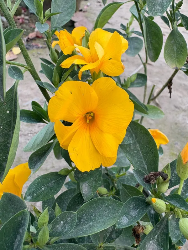 Himalayan_Yellow_Flax_Flower_Plant_