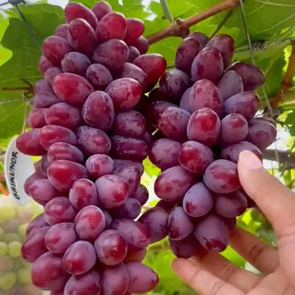 Hot_Claimate_Baikanoor_Grapes_(Pack_of_2)