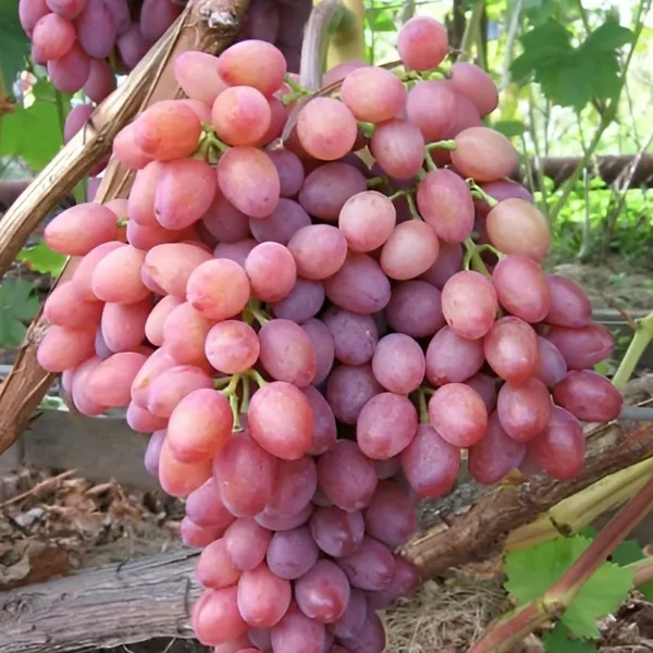 Hot_Claimate_Baikanoor_Grapes_(Pack_of_2)