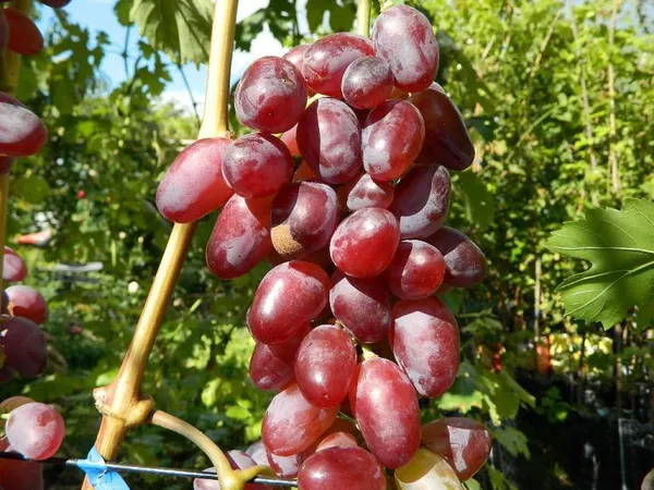 Hot_Claimate_Baikanoor_Grapes_(Pack_of_2)