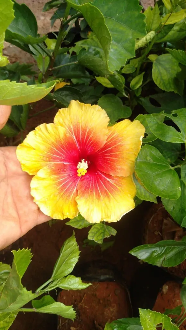 Rashmoni_Hibiscus_Flower_Plant_(2_Feet_Height)