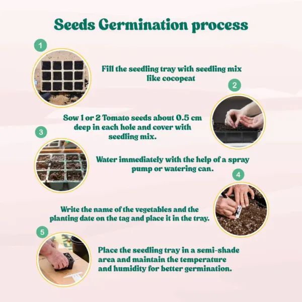 Hybrid_Cucumber_Seeds_50pcs