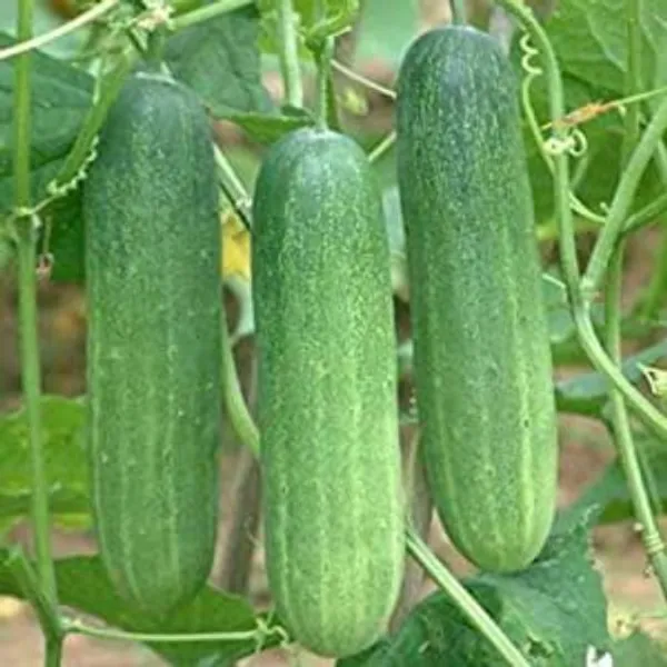 Hybrid_Cucumber_Seeds_50pcs