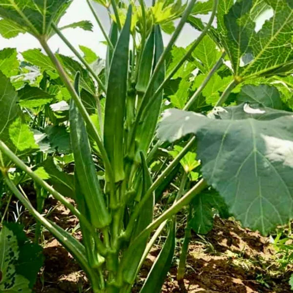 Hybrid_Lady_Finger_seeds_(Bhindi)_50_pcs