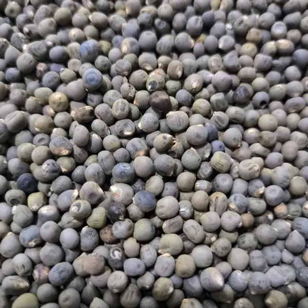 Hybrid_Lady_Finger_seeds_(Bhindi)_50_pcs