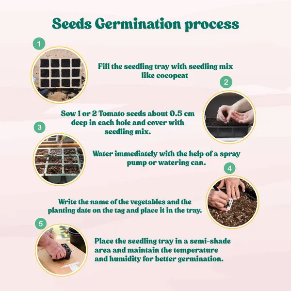 Hybrid_Long_Brinjal_Seeds_50pcs