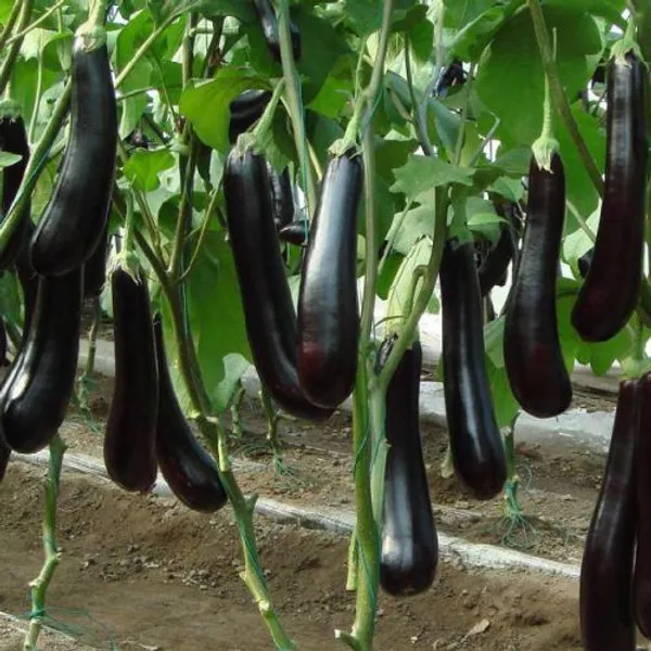 Hybrid_Long_Brinjal_Seeds_50pcs