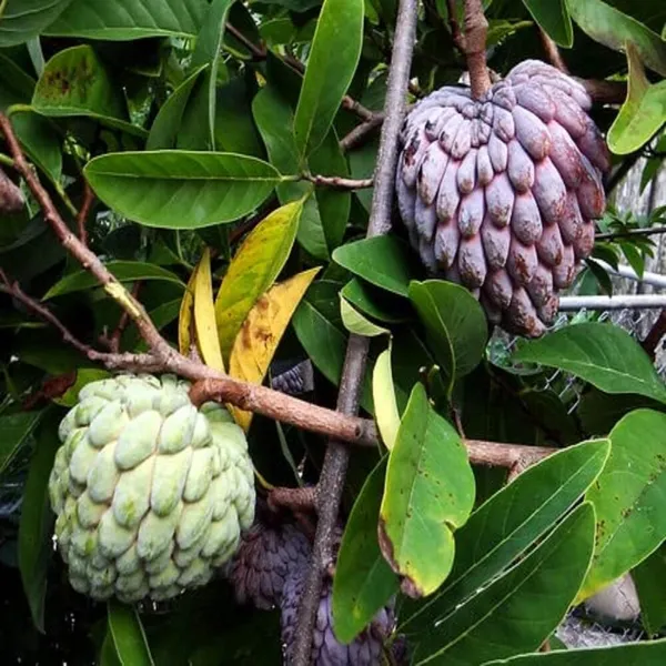 Red_Custard_Apple_|_Grafted_And_Hybrid_Plants_|_1-1.5_Feet_Height