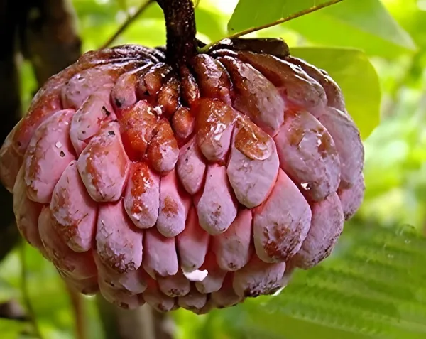 Red_Custard_Apple_|_Grafted_And_Hybrid_Plants_|_1-1.5_Feet_Height