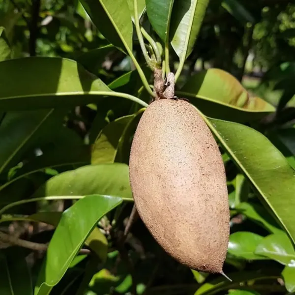 Banana_Chiku_Plant_|_Grafted_And_Hybrid_Plants