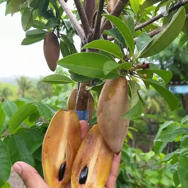 Banana_Chiku_Plant_|_Grafted_And_Hybrid_Plants