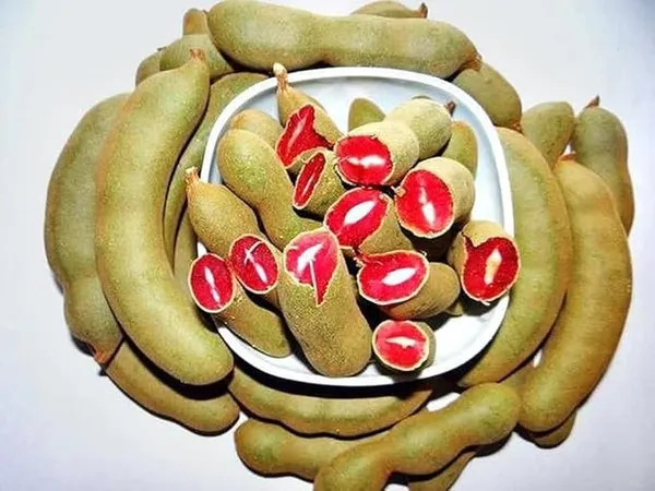 Red_Sweet_Tamarind_Plant_|_Grafted_And_Hybrid_Plant