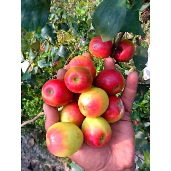 Ball_Sumdori_Ber_|_Grafted_And_Hybrid_Plants