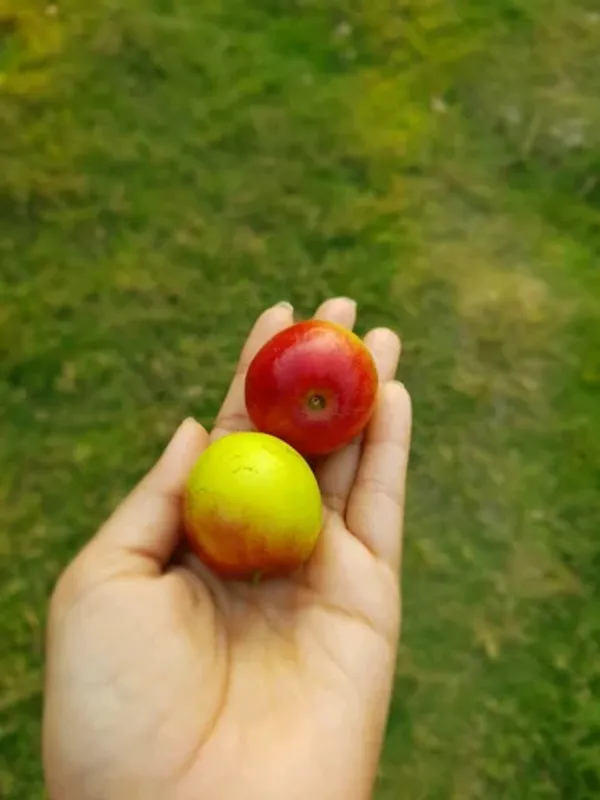 Ball_Sumdori_Ber_|_Grafted_And_Hybrid_Plants