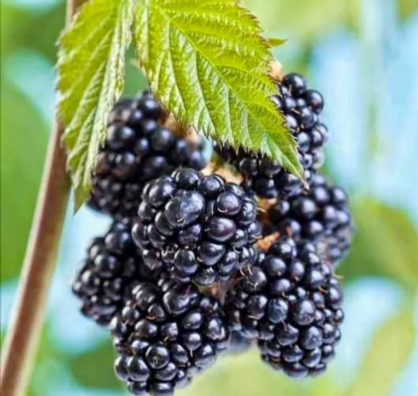 Blackberry_Creeper_Plant_|_Grafted_And_Hybrid_Plants