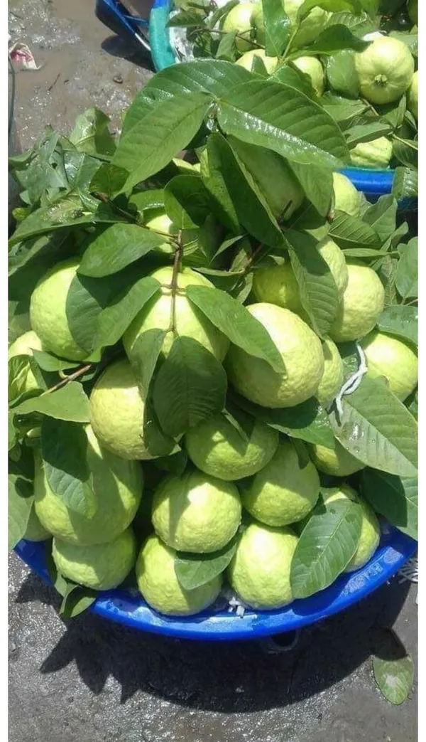 JH-2_Guava_Live_Plant