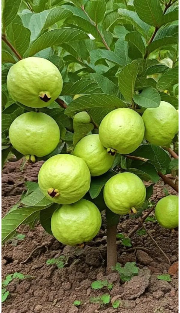 JH-2_Guava_Live_Plant