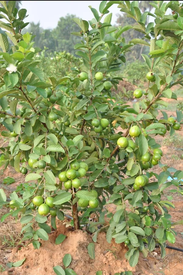 JH-2_Guava_Live_Plant