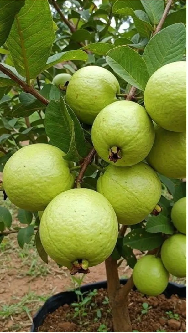 JH-2_Guava_Live_Plant