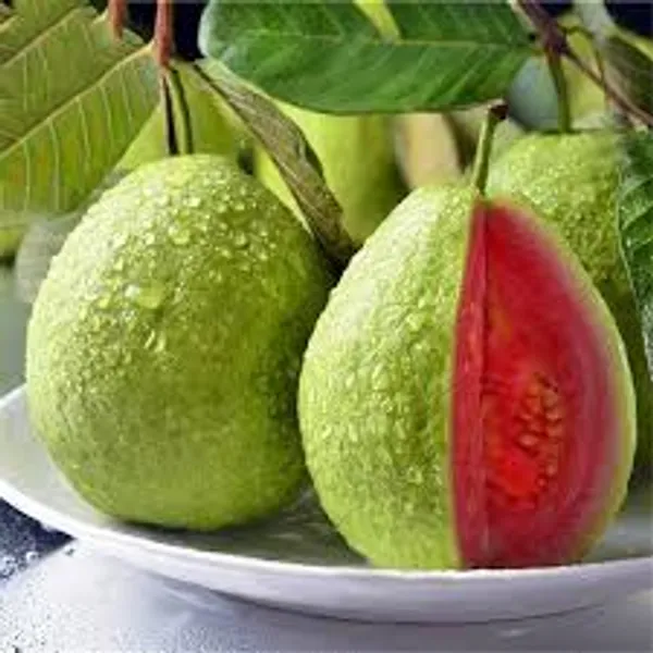 Taiwan_Pink_Guava_Plant_|_Grafted_And_Hybrid_Plants_(2_Feet_Height)