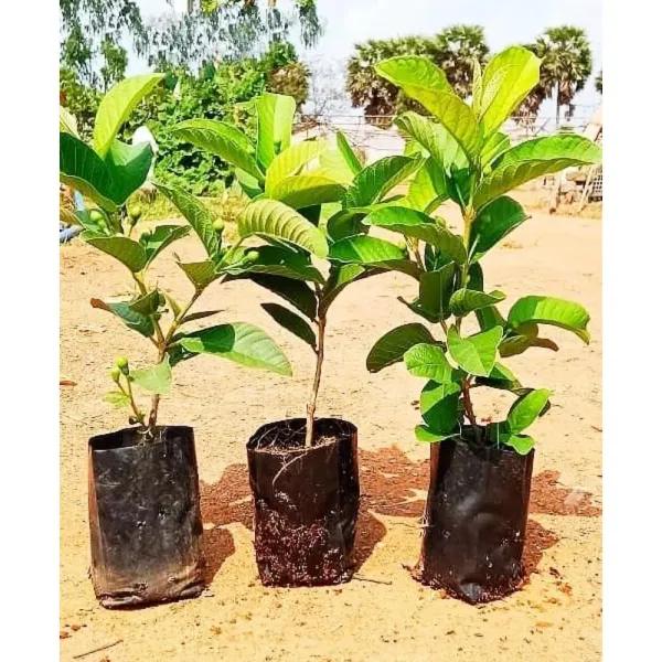 Taiwan_Pink_Guava_Plant_|_Grafted_And_Hybrid_Plants_(2_Feet_Height)