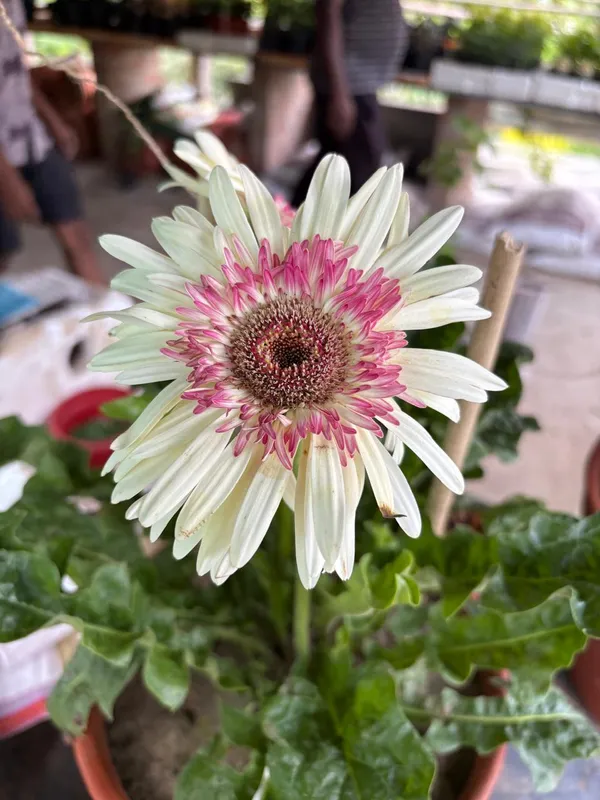 Jarbera_Icandy_Live_Plant