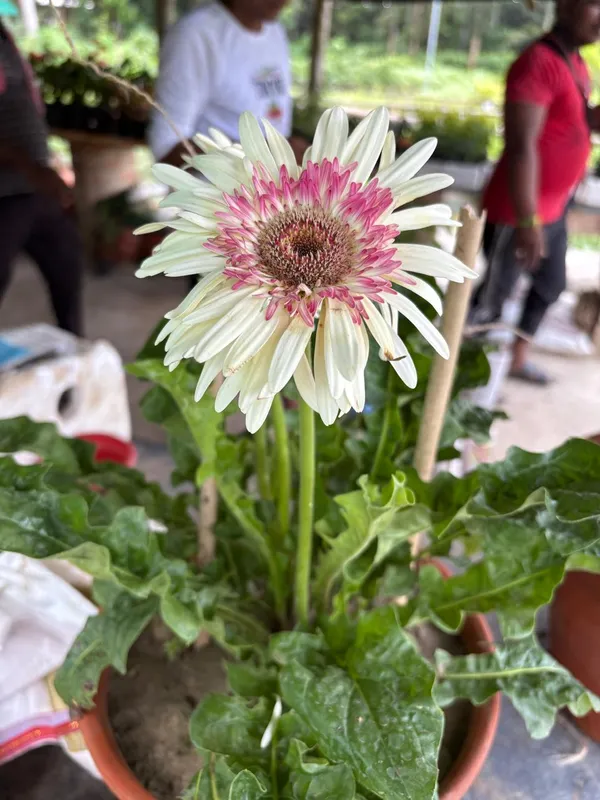 Jarbera_Icandy_Live_Plant