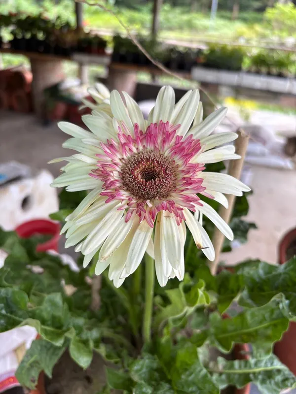 Jarbera_Icandy_Live_Plant