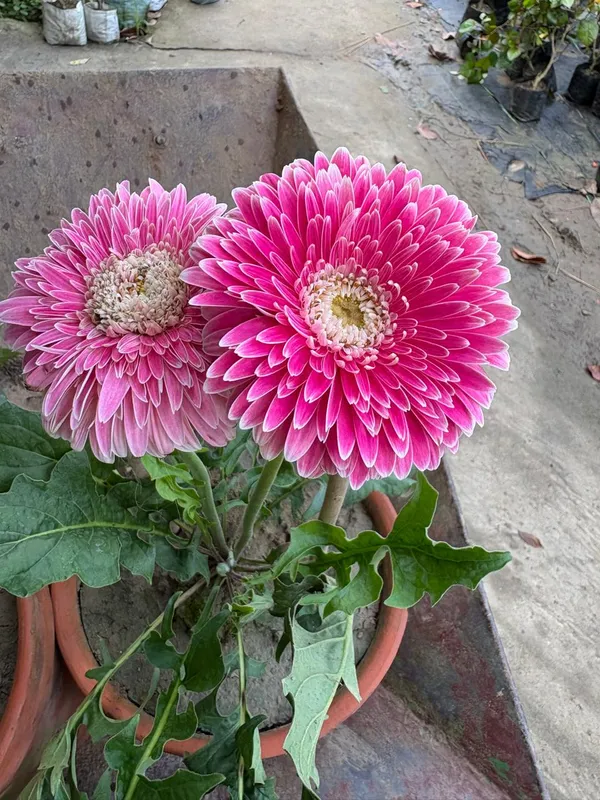 Jarbera_Pink_Haze