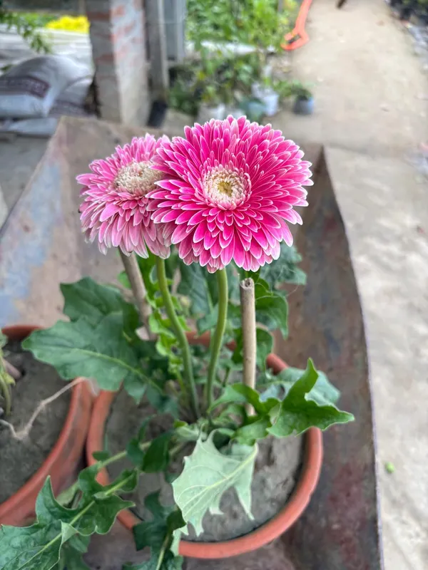 Jarbera_Pink_Haze